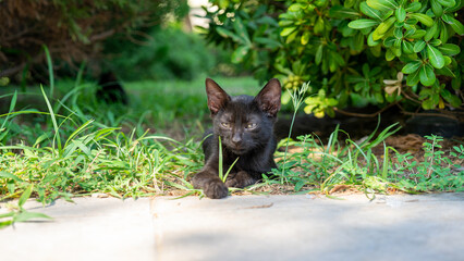 Dark brown or black cat lies on the grass and looks away. Street animals