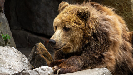 Obraz premium Ursus or brown bear close-up. Animals in captivity, zoo or national park