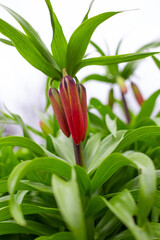 Orange royal grouse flowers with green foliage in the garden. Ornamental plants and flowers for landscape design
