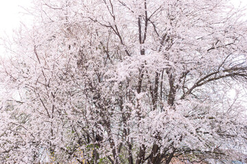 A large flowering cherry plum tree. Spring flowering of fruit trees in the garden