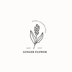 Line art ginger flower illustration