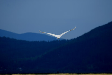 bird in flight