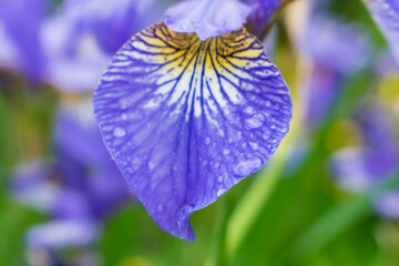 Siberian Iris
