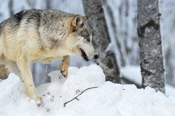 Wolf (Canis lupus) Steps Over Snow Near Woods Winter