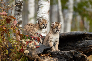 Obraz premium Cougar Kittens (Puma concolor) on Log Looking Out Near Woods Autumn