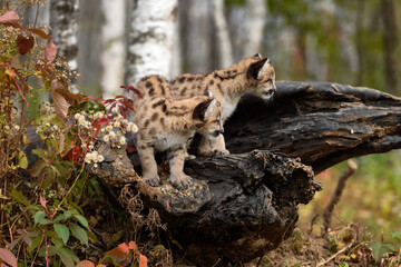 Cougar Kittens (Puma concolor) on Log Look to Right Autumn