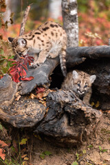 Cougar Kittens (Puma concolor) Crawl About on Log Autumn