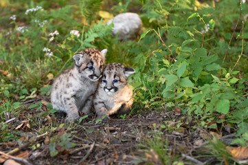 Cougar Kittens (Puma concolor) Huddle Together on Ground Autumn