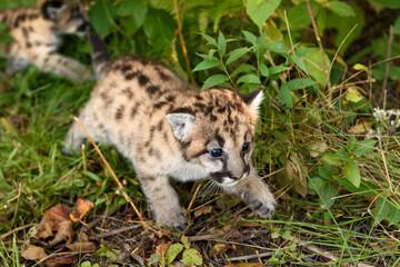 Naklejka na ściany i meble Cougar Kitten (Puma concolor) Creeps Forward Through Grass and Greenery Autumn