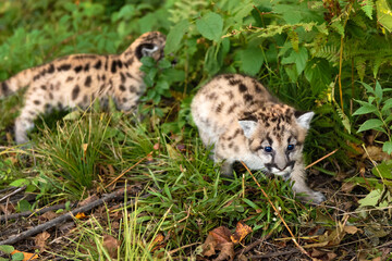 Cougar Kittens (Puma concolor) Crawl Through Grass and Greenery Autumn