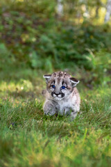 Cougar Kitten (Puma concolor) Steps Forward Paw Up Through Grass Autumn