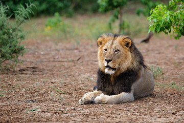 Lion (Panthera leo) male resting in Mashatu Game Reserve in the Tuli Block in Botswana