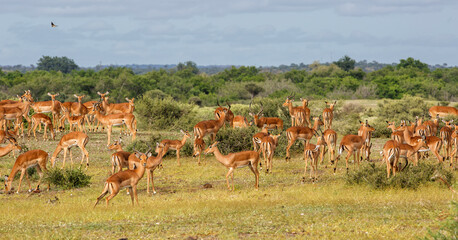 Impala herd walking on the plains in the green season in Mashatu Game Reserve in the Tuli Block in Botswana              