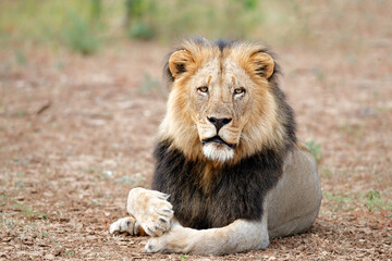 Lion (Panthera leo) male resting in Mashatu Game Reserve in the Tuli Block in Botswana