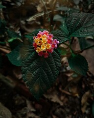 flowers in the forest