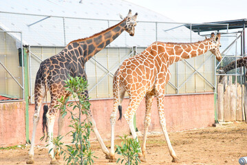 Giraffes in a zoo enclosure. Two exotic long-necked animals are curiosly watching another, their unique camouflage patched patterns of the coat are well seen. Summer day in Attica Zoo, Athens, Greece.