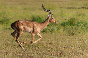 Impala male running in Mashatu Game Reserve in the Tuli Block in Botswana
