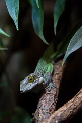 green lizard on a tree