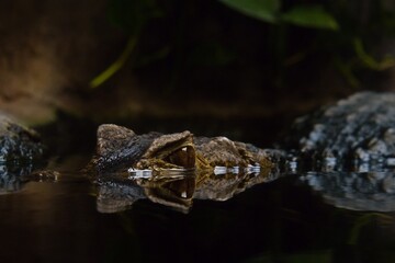 crocodile in the water