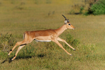 Naklejka na ściany i meble Impala male running in Mashatu Game Reserve in the Tuli Block in Botswana