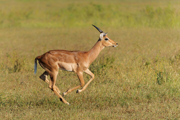 Impala male running in Mashatu Game Reserve in the Tuli Block in Botswana
