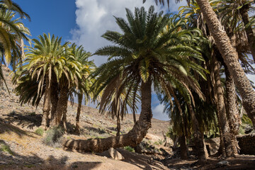 Valley with a palm tree oasis, Fuerteventura
