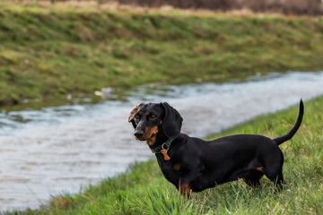 little dachshund dog on a spring walk by the river