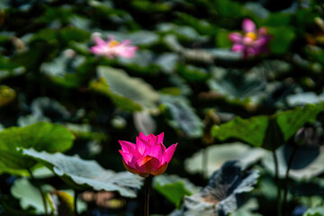 blooming pink lotus flower on green blurred background. Colorful water lily or lotus flower