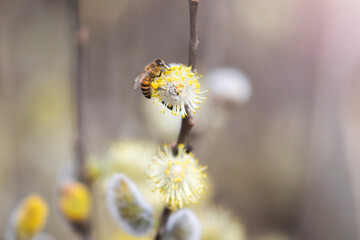 bee collects nectar on the first spring flower