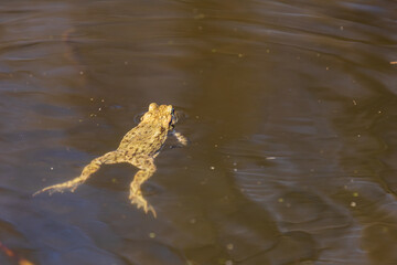 Common toad - Bufo bufo during mating season. Frog on the road. Grass surface. Super bokeh.