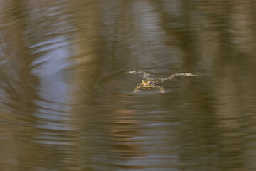 Common toad - Bufo bufo during mating season. Frog on the road. Grass surface. Super bokeh.