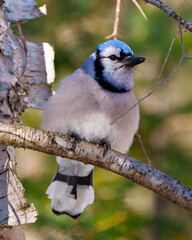 Obraz premium Blue Jay Photo and Image. Close front view perched on a tree branch with blur forest background in its environment and habitat surrounding. Jay picture. Jay Portrait.