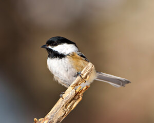 Chickadee Photo and Image.  Close-up profile view perched on a twig with blur brown background in its envrionment and habitat surrounding..