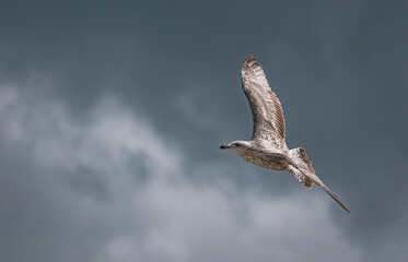 Möwe