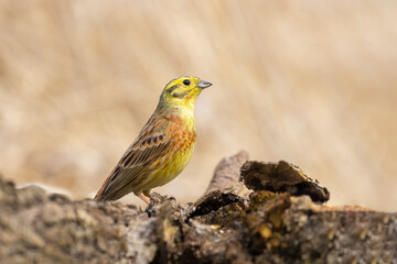 yellowhammer standing on a stump