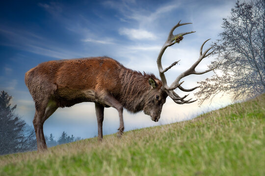 K&auml;mpfender Hirsch am Waldrand