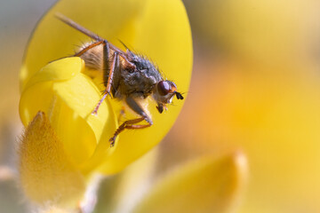 Fly (Phaonia rufiventris) on a yellow flower