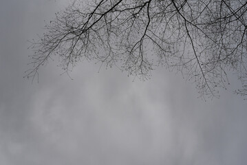 Fototapeta na wymiar bare tree branches on gray cloudy sky background