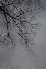 bare tree branches on gray cloudy sky background