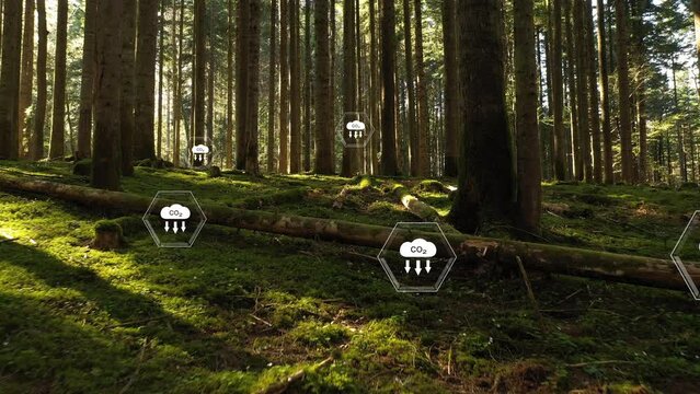 Beautiful flight inside mossy forest with animated carbon dioxide icons. Concept reduce co2 emission. 
