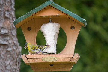 Eurasian siskin male, carduelis spinus, on the bird feeder house at a spring morning