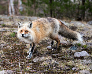 Red Fox Photo Stock. Fox Image.  Close-up profile side view looking at camera with a blur forest background in its environment and habitat.  Picture. Portrait.