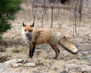 Red Fox Photo Stock. Fox Image.  Close-up profile view side view in the spring season with blur white moss and coniferous branches background and  its environment and habitat. Picture. Portrait.