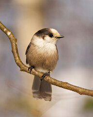 Grey Jay Photo and Image.  Perched on a tree branch displaying grey colour, tail, wings, feet, eye with a blur background in its environment and habitat surrounding.
