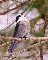 Grey Jay Photo and Image. Perched on a tree branch displaying grey colour, tail, wings, feet, eye with a forest background in its environement and habitat surrounding.
