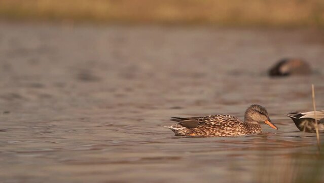 A pair of gadwalls (Mareca strepera) swimming by - slow motion