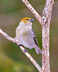 Pine Grosbeak Photo and Image.  Female front view perched on a branch with a blur forest background in its environment and habitat and displaying rusty colour feather plumage. Grosbeak Portrait.
