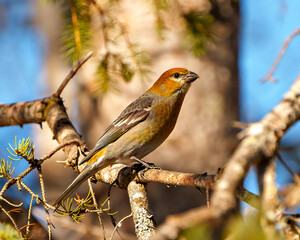Pine Grosbeak Photo and Image. Grosbeak female perched on a branch with a blur forest background in its environment and displaying rusty colour feather plumage. Grosbeak Portrait.