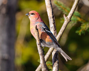 Pine Grosbeak Photo and Image.  Male side view perched on a branch with a blur forest background in its environment and habitat surrounding and displaying red colour feather.  Grosbeak Portrait.