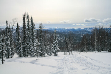 Snow-covered Siberian forest, Luzhba, Russia.